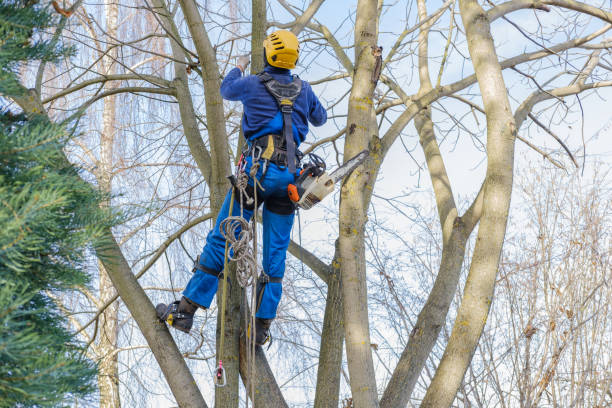 How Our Tree Care Process Works  in  South Miami, FL