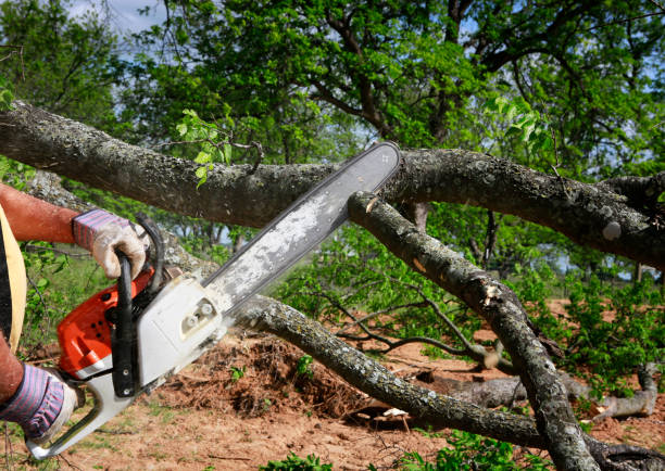 Landscape Design and Installation in South Miami, FL